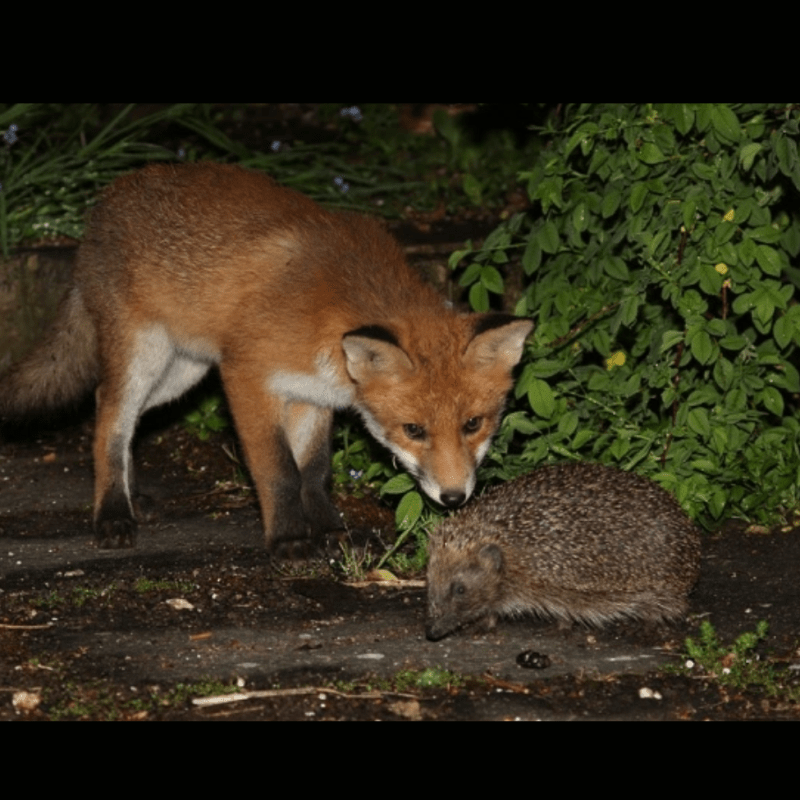 The Mortal Combat of Foxes and Hedgehogs; or, Why Do Eagles Win?